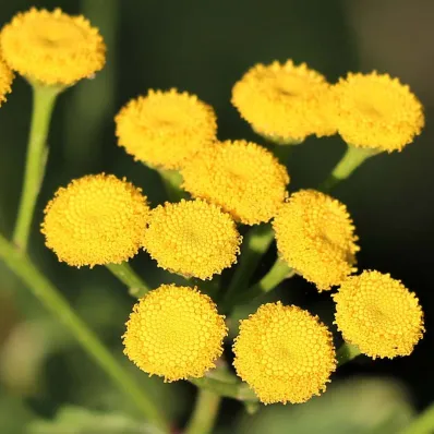 Immortelle Bio Immortelle Bio