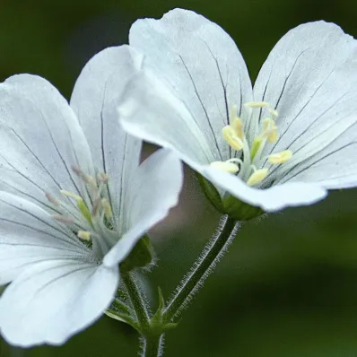 Géranium peaux matures Géranium peaux matures
