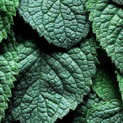 Menthe Poivrée purifiante Menthe Poivrée purifiante