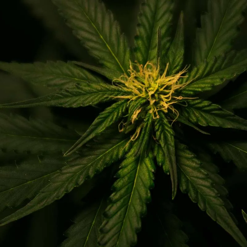 chanvre bio équilibrant chanvre bio équilibrant