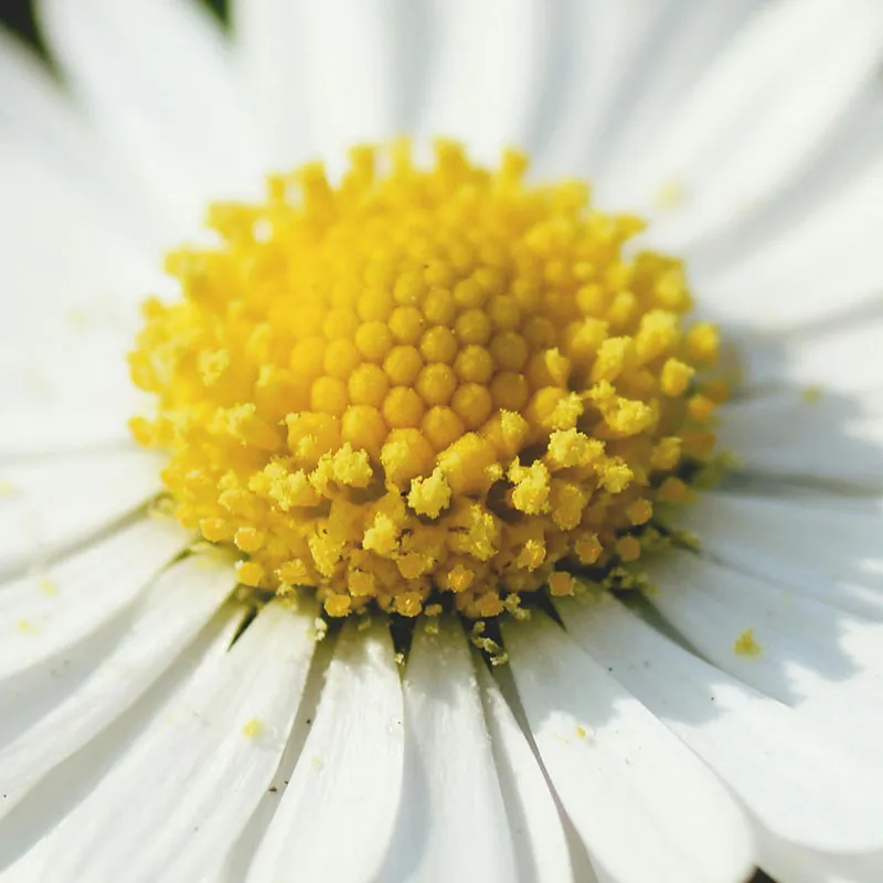 Extrait de Pâquerette Bio