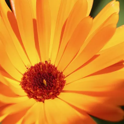 Extrait de Calendula Bio apaisant Extrait de Calendula Bio apaisant