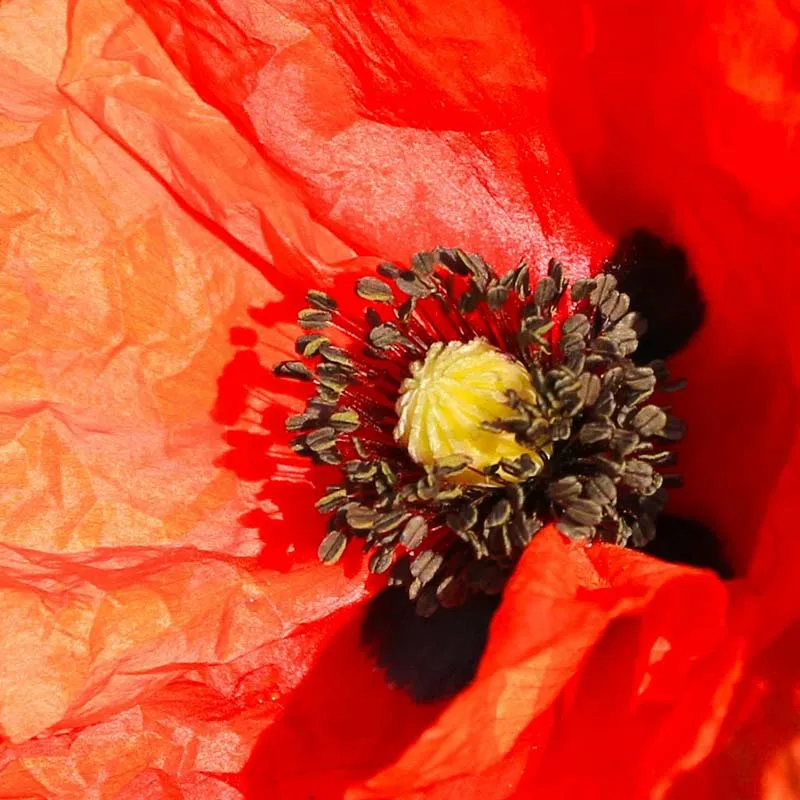 Extrait de coquelicot bio désaltérant