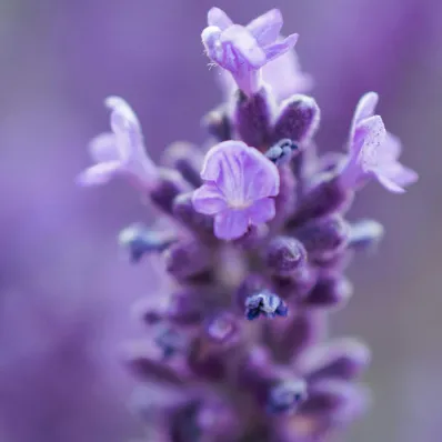 Lavande bio équilibrante