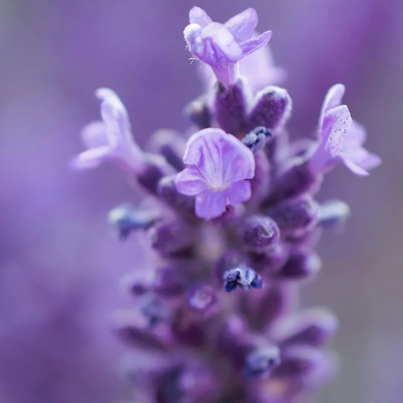 Lavande bio équilibrante