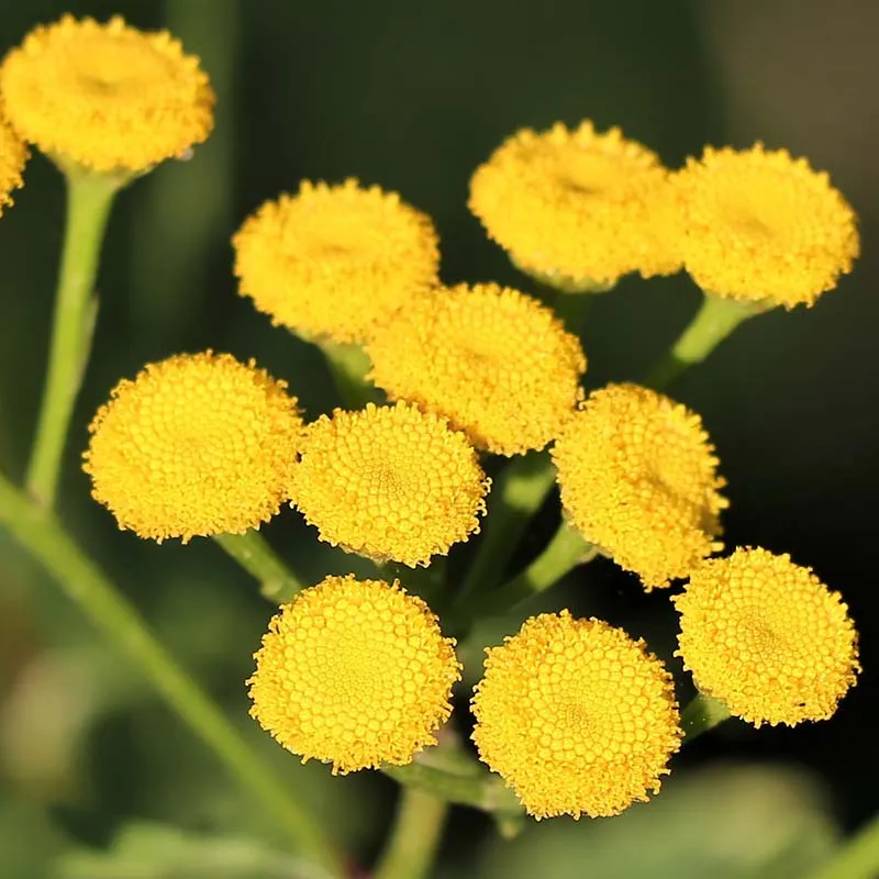 immortelle bio