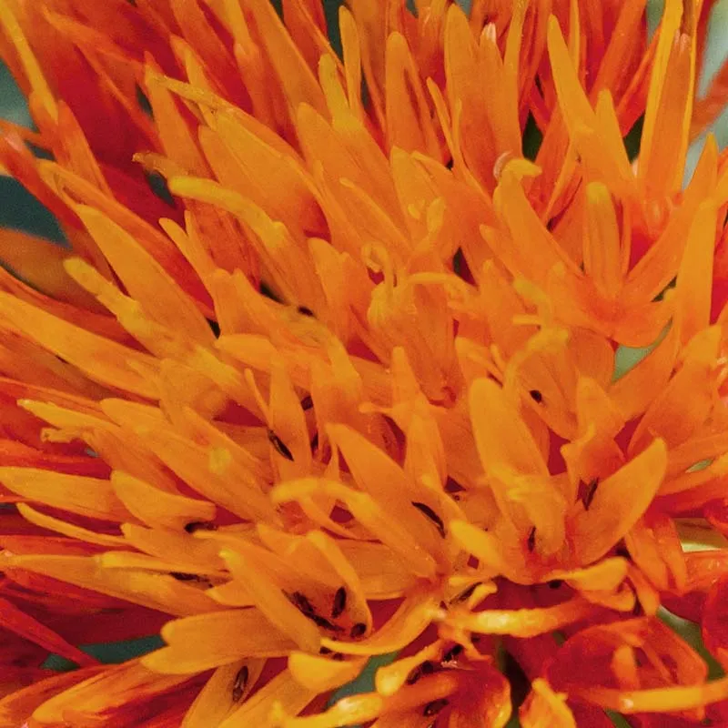 Carthame Bio réparateur Carthame Bio réparateur