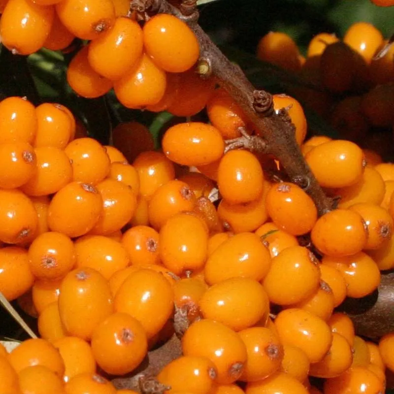 Argousier Bio effet bonne mine