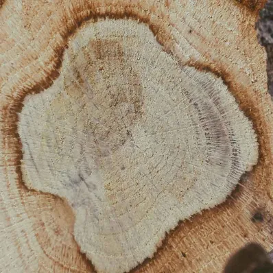 matière Bois matière Bois