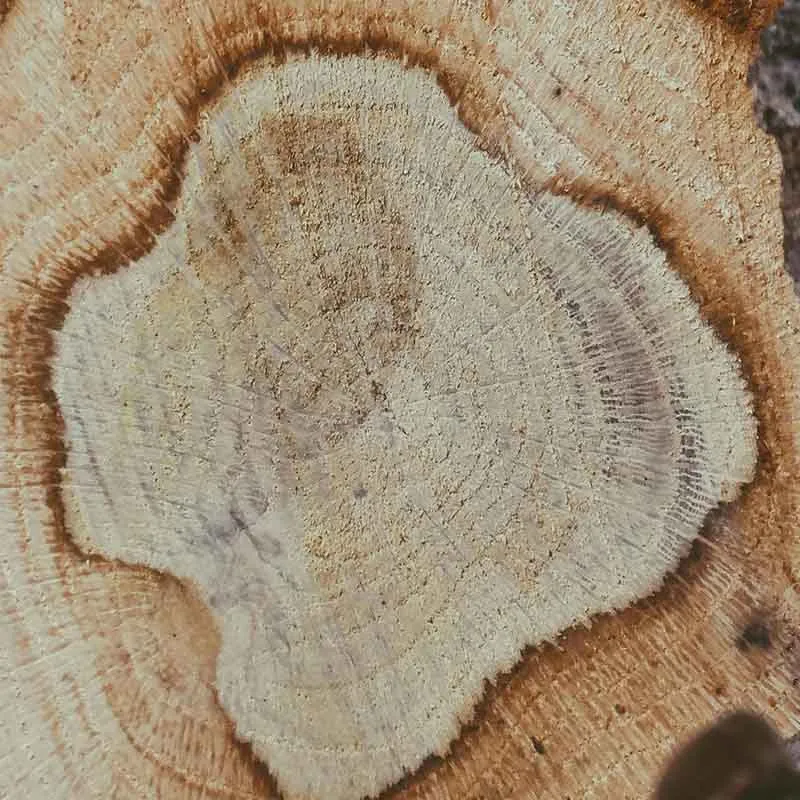 matière Bois matière Bois