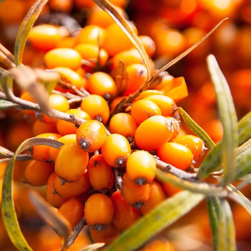 Sérum Bonne Mine Bio – Éclat Naturel & Teint Lumineux | Matière Brute Lab