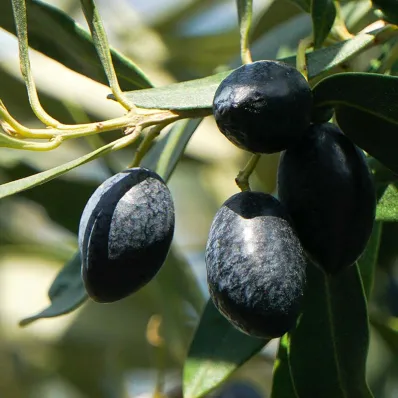 Soins Regard & Lèvres Sublimés - Elixir et Baume Bios | Matière Brute Lab