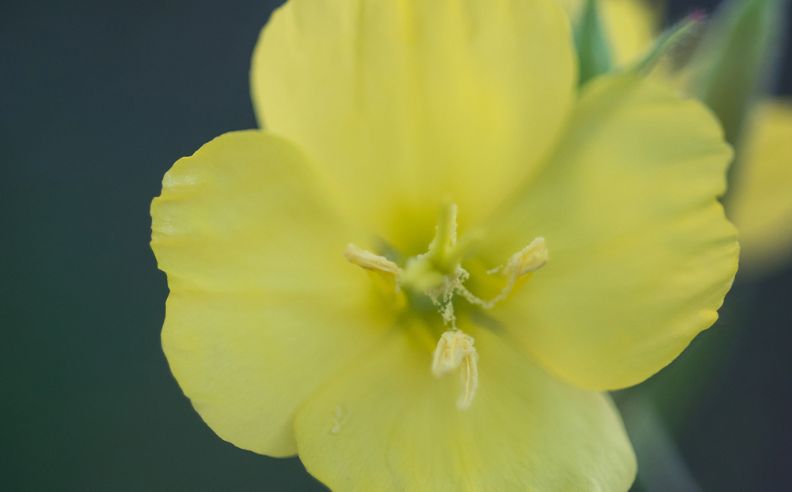 L’huile végétale d’onagre bio : bienfaits et utilisations