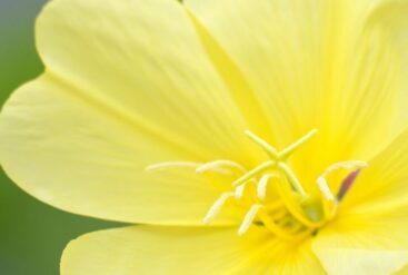 Zoom brut sur une fleur d'onagre