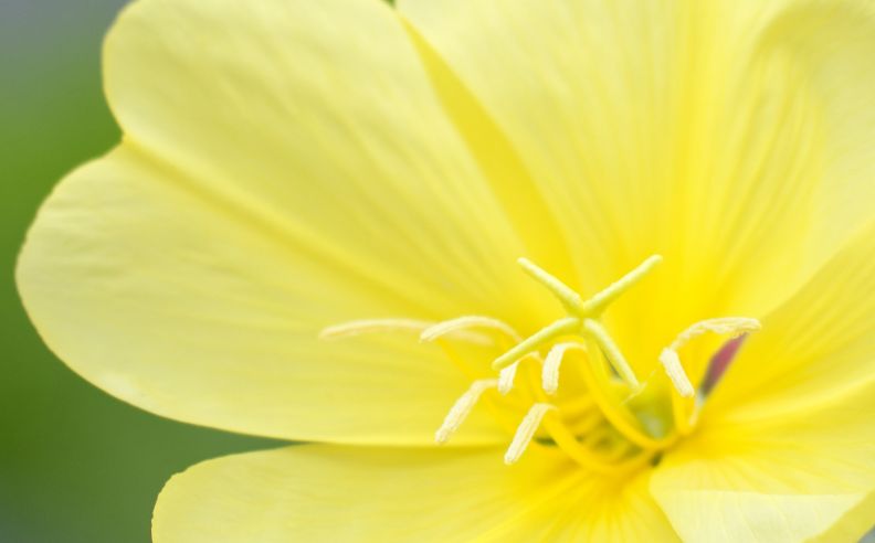 L’huile végétale d’onagre bio : bienfaits et utilisations