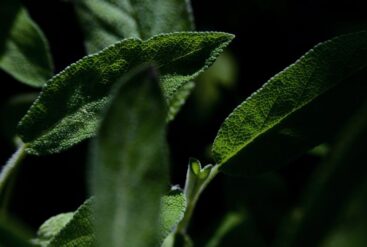 Jardins du Monde : La Menthe Poivrée