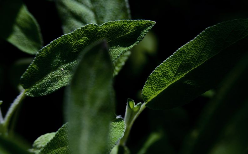 Jardins du Monde : La Menthe Poivrée