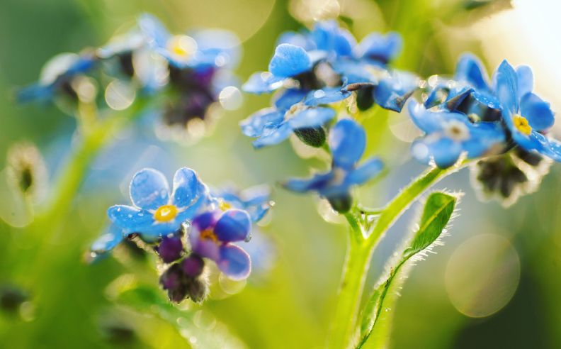 Zoom sur des fleurs de myosotis