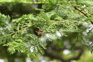 L’hydrolat de Cyprès prend soin de votre peau tout en douceur cet Hiver !