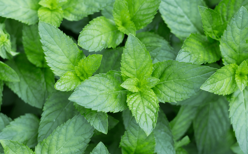 Jardins du Monde : La Menthe Poivrée