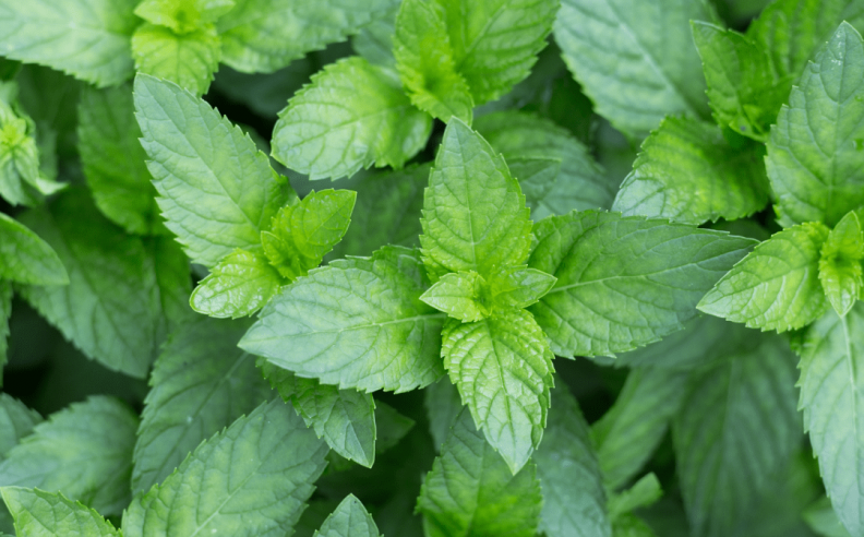 Jardins du Monde : La Menthe Poivrée