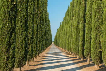 Jardins du Monde : Le Cyprès de Provence