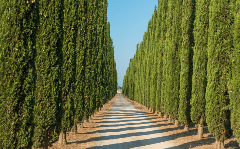 Jardins du Monde : Le Cyprès de Provence