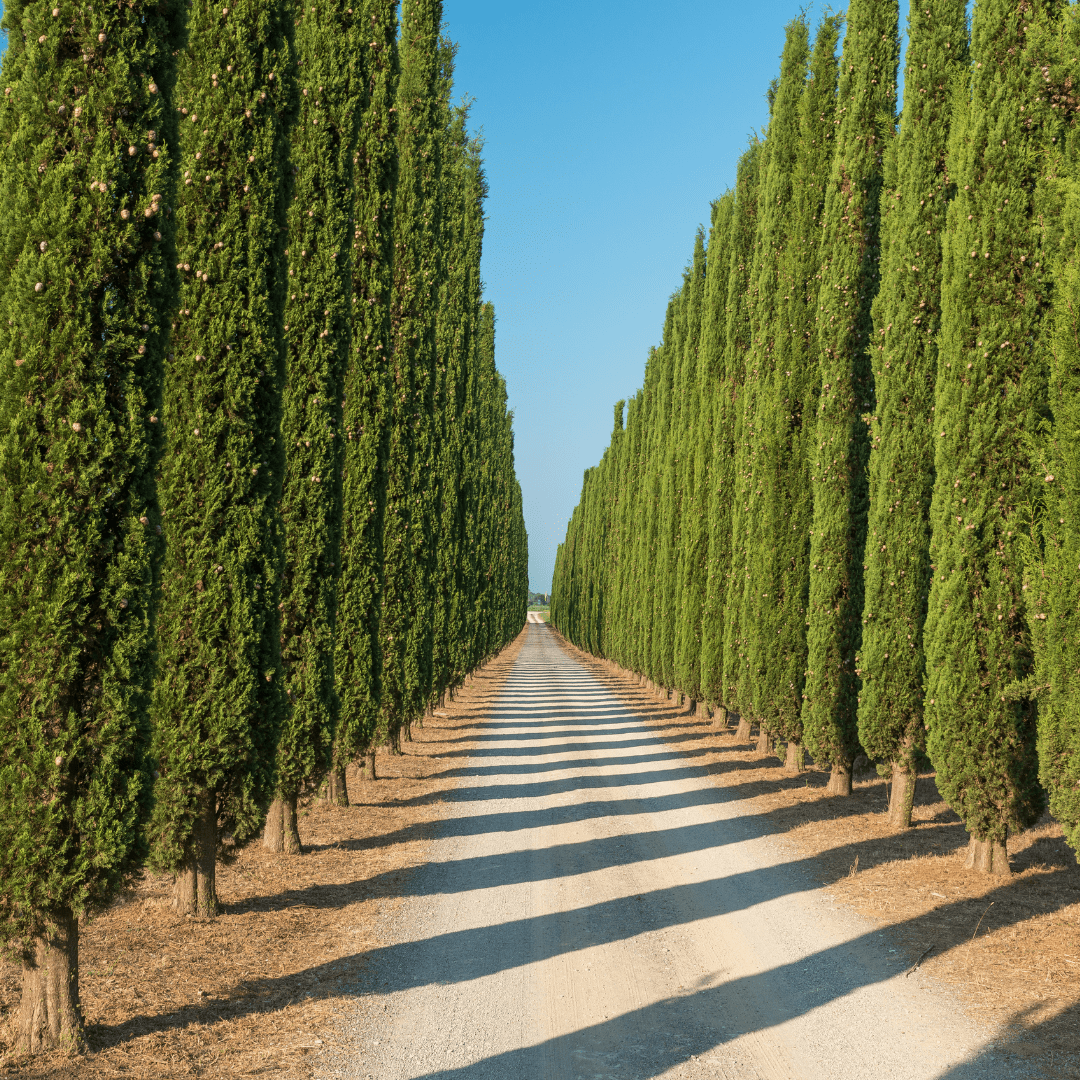 Jardins du Monde Le Cyprès de Provence Matière Brute Lab