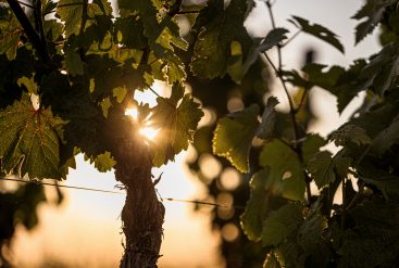 Vigne de laquelle est réalisée l'huile de pépins de raisin