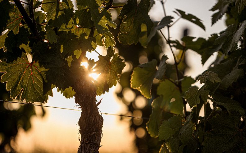 Vigne de laquelle est réalisée l'huile de pépins de raisin