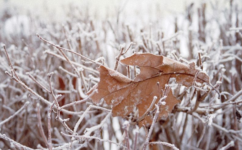 Comment les plantes passent-elles l’hiver ?