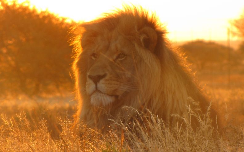 Comment estomper les rides du lion ?