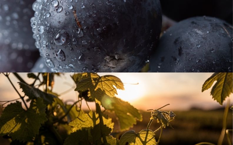 Diptyque du raisin et des vignerons