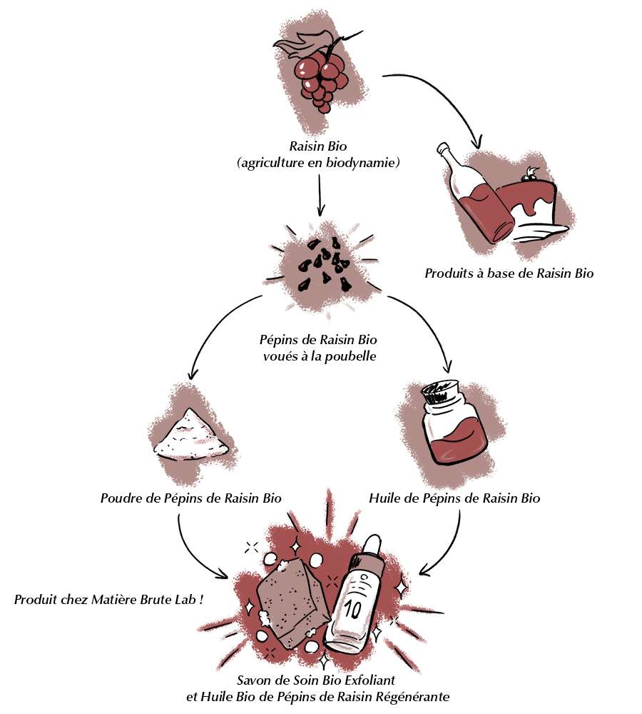 Illustration du cycle de vie du raisin