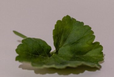 feuille servant à la réalisation d'hydrolat de geranium rosat