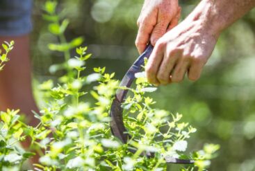 Agriculteur collectant à la main des ingrédients d'origine naturelle