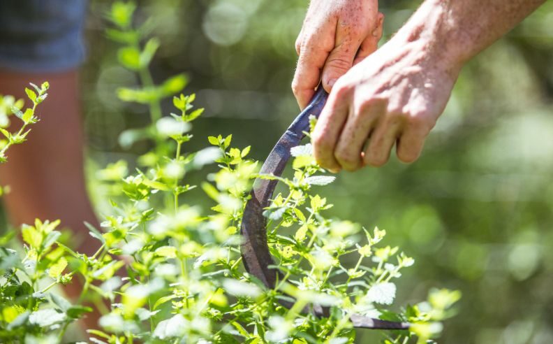 Agriculteur collectant à la main des ingrédients d'origine naturelle