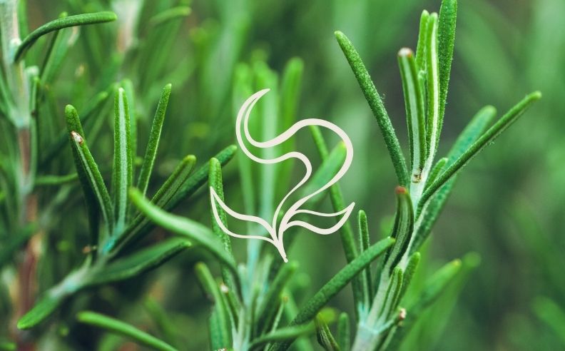 Zoom brut sur du romarin et le pictogramme plante