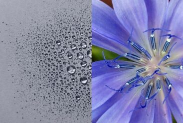 Diptyque sur du bleuet et la texture de la brume équilibrante