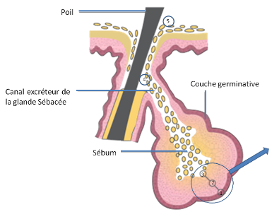 GLANDES SEBACEES ET SEBUM