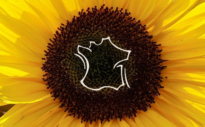 Zoom brut sur un tournesol et le pictogramme engagé