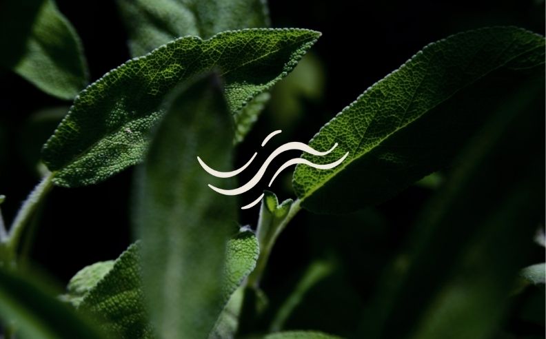Zoom brut sur de la menthe poivrée et le pictogramme brume