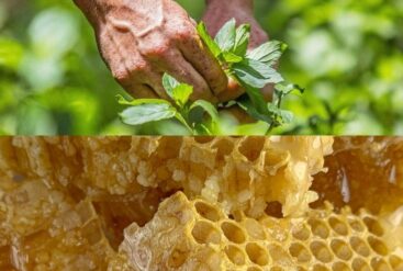 Diptyque de la cire d'abeille et les mains d'un de nos producteurs