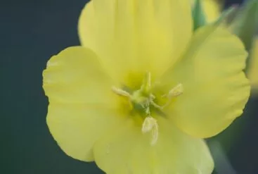 L’huile végétale d’onagre bio : bienfaits et utilisations