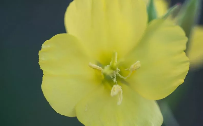 L’huile végétale d’onagre bio : bienfaits et utilisations
