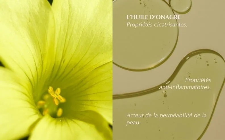 Diptyque sur les bienfaits de l'onagre