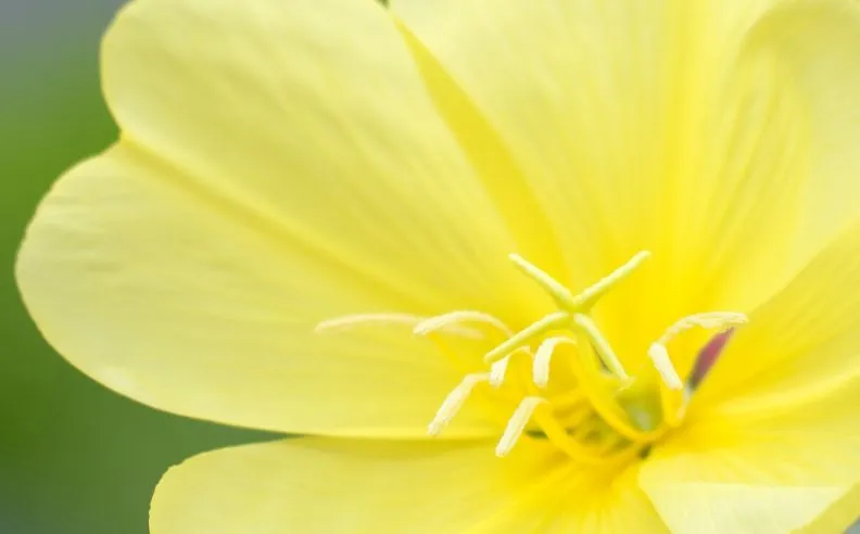 Zoom brut sur une fleur d'onagre