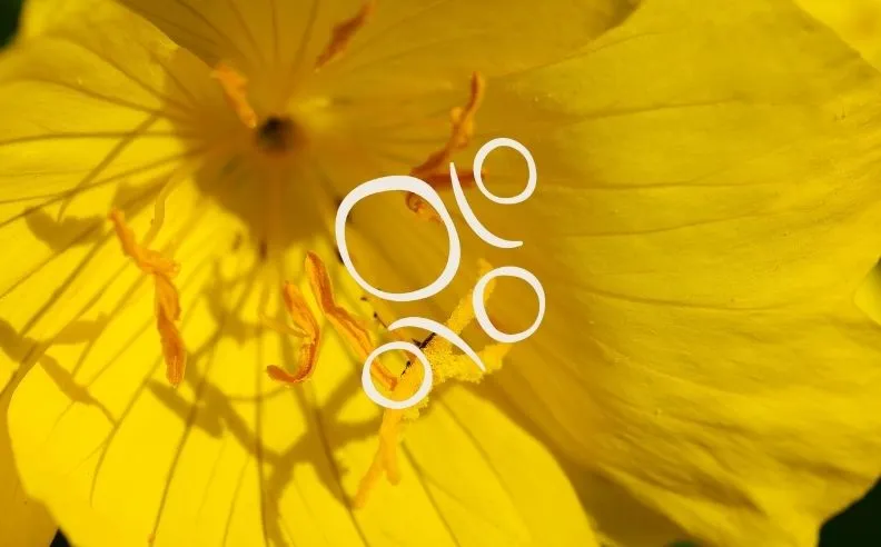 Zoom brut sur une fleur d'onagre et le pictogramme huile