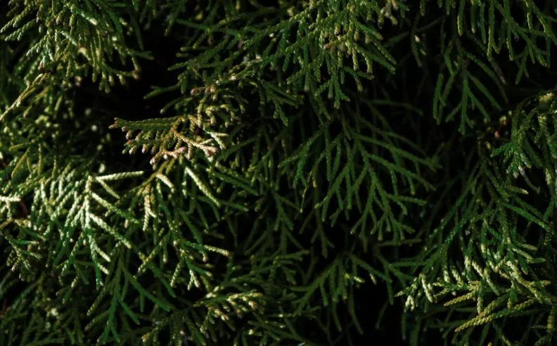 Jardins du Monde : Le Cyprès de Provence