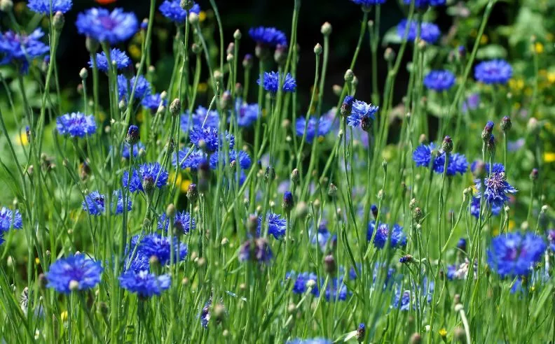 Champ de bleuet dont Matierre Brute Lab se sert pour realiser son hydrolat de bleuet